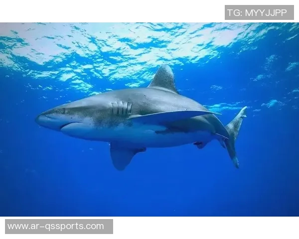 选择最佳足球紧身衣的全面指南助你提升运动表现与舒适度